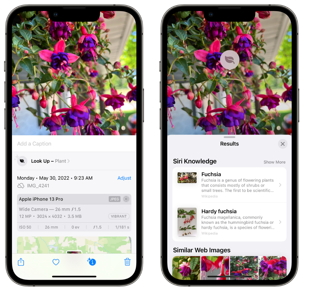鲁甸苹果手机维修分享小技巧：使用 iPhone 相机识别花卉植物 